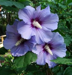 two purple flowers with green leaves in the background