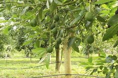 the fruit is growing on the tree in the field