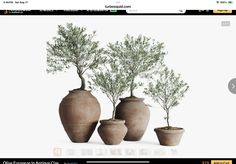 three vases with trees in them are shown on the web page for an article