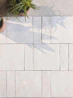 a potted plant sitting on top of a white tile floor