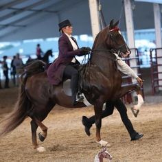 a man riding on the back of a brown horse