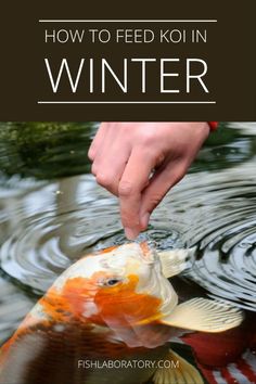 a person feeding a fish in the water with text overlay that reads how to feed koi in winter