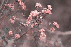 small pink flowers are blooming in the field