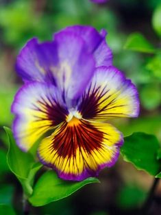 a purple and yellow flower with green leaves