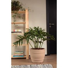 a potted plant sitting on top of a wooden shelf next to a bookcase