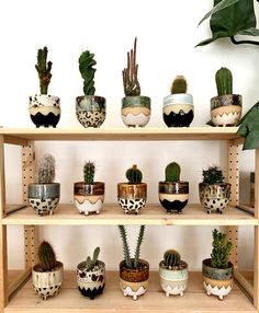 a shelf filled with lots of different types of succulents and cacti