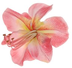 a pink and yellow flower on a white background