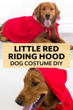 a brown dog wearing a red riding hood with the words little red riding hood on it