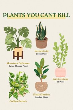 plants you can't kill poster with different types of houseplants and their names