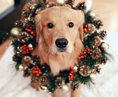 a golden retriever dog wearing a christmas wreath