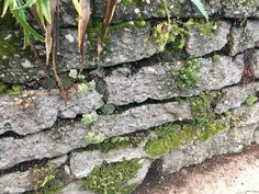 moss growing on the side of a stone wall