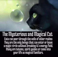 a black cat with green eyes looking at the camera and caption that reads, the mysterious and magic cat cats can peer through the veils of other