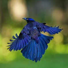 a blue bird is flying in the air