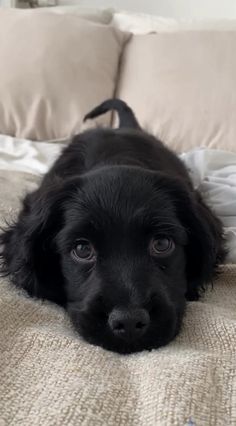 Black Spaniel Puppy, Cute Black Puppies, Black American Cocker Spaniel, Black Cocker Spaniel Puppy, Fluffy Black Dog, Puppies Black And White, Black Cavapoo, Black Cocker Spaniel Puppies, Cooker Spaniel