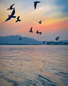 a flock of birds flying over water at sunset