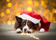 a brown and white dog laying on top of a floor wearing a santa claus hat