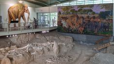 an elephant exhibit in a museum with people looking at it