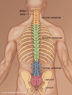 the anatomy of the human body showing the ribs and ribcage, labeled below