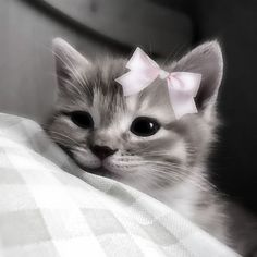 a small kitten with a pink bow on it's head looking at the camera