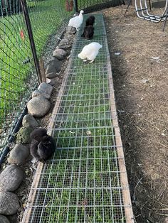 three chickens in a fenced off area next to some rocks and grass on the ground