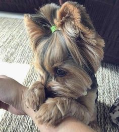 a small brown dog sitting on top of a person's hand