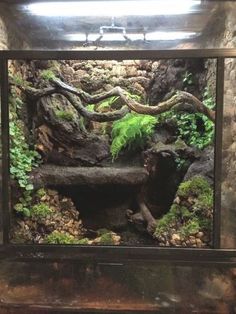 an aquarium filled with plants and rocks