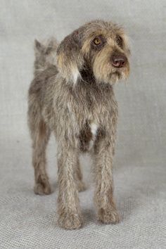 a small gray dog standing on top of a white surface