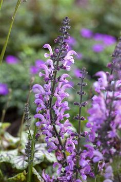 purple flowers are blooming in the garden