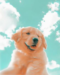 a dog that is looking up at the sky with clouds in the backgroud