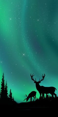 two deer are standing in the grass under an auroral sky with green and blue lights