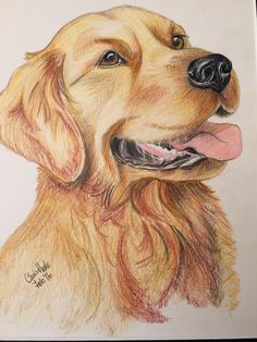 a colored pencil drawing of a golden retriever