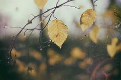 some yellow leaves on a tree branch in the rain