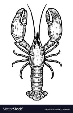 a black and white drawing of a lobster on a white background stock photo, images and royalty