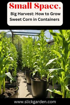 small space, big harvest how to grow sweet corn in containers with text overlay