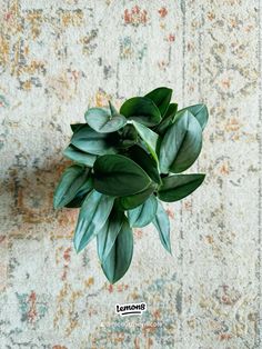 a plant with green leaves on top of a rug