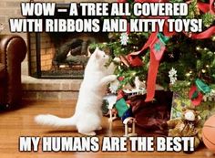 a white cat standing in front of a christmas tree with ribbons and kitty toys on it