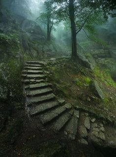 a stone staircase in the woods on a foggy day