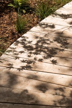 the shadow of a tree on a wooden walkway