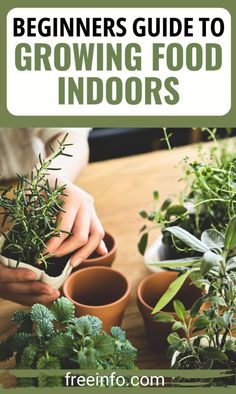 the beginner's guide to growing food indoors