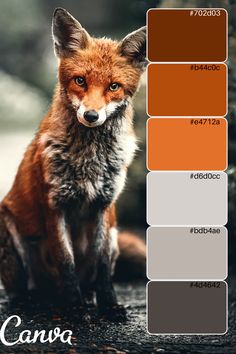 an image of a red fox sitting on the ground with color swatches in front of it