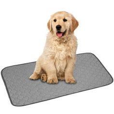 a golden retriever puppy sitting on top of a gray mat with his tongue out