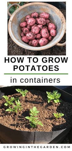 how to grow potatoes in containers