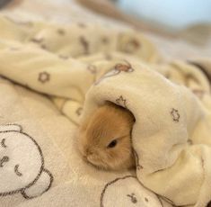 a small hamster peeks out from under a blanket