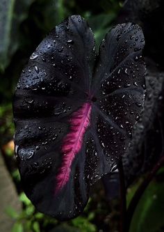 a woman's hand holding a black flower with pink tips and water droplets on it