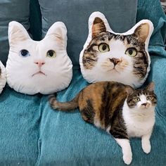 three cats are sitting on a couch with pillows that look like they're looking at something