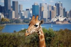 a giraffe standing in front of a large city with tall buildings and trees