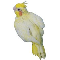 a yellow and white cockatiel perched on top of a tree branch in front of a white background