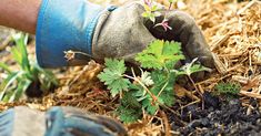 a person wearing gloves and gardening gloves is digging in the dirt