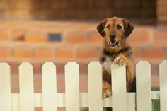 a brown dog standing on its hind legs behind a white picket fence looking over the top