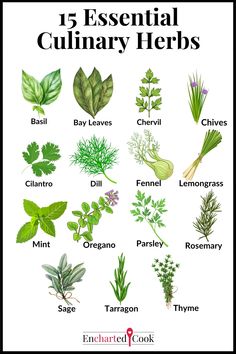 Color drawings of 15 culinary herbs with labels and text overlays. Basic Vinaigrette, Culinary Basics, Culinary Lessons, Modern Cooking, Sunrise Cocktail, Chicken Saltimbocca, Malibu Coconut, Culinary Cooking, Types Of Herbs